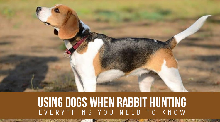 Using Dogs when Rabbit Hunting