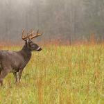 Finding and Hunting Deer Bedding Areas