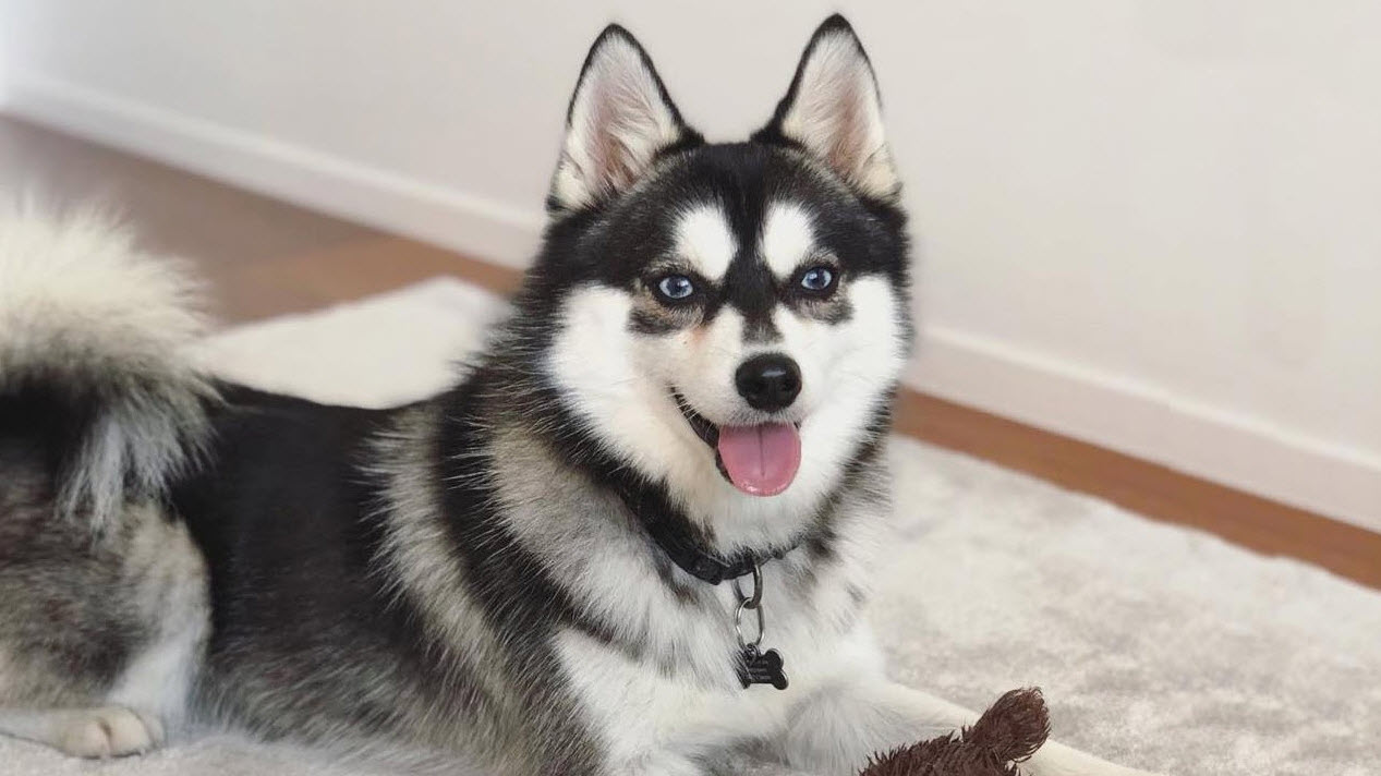 All You Need To Know About the Pomsky Dog Breed - RangerMade