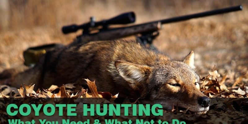 Coyote Hunting- What You Need & What Not to Do