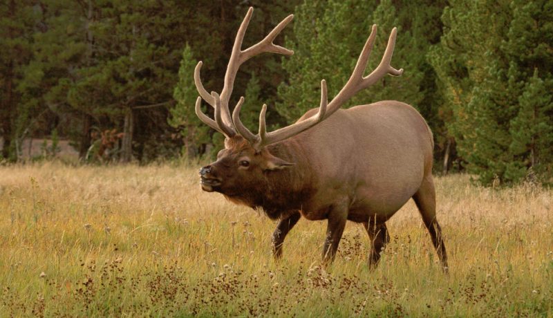 DIY elk hunt – a comprehensive guide