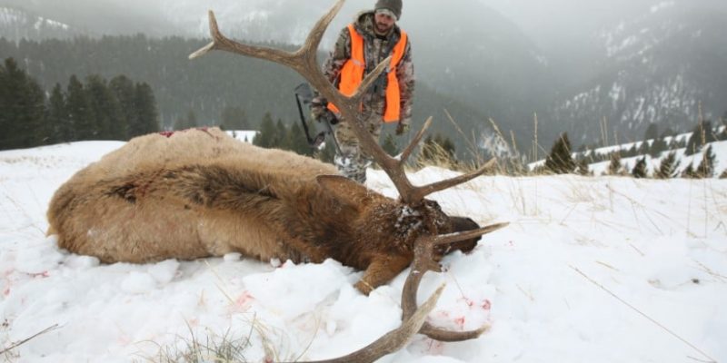 7 Practical Tips to Improve Your ELK Hunting Skills