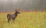 Finding & Hunting Deer Bedding Areas Made Easy