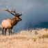 How to Go Elk Hunting