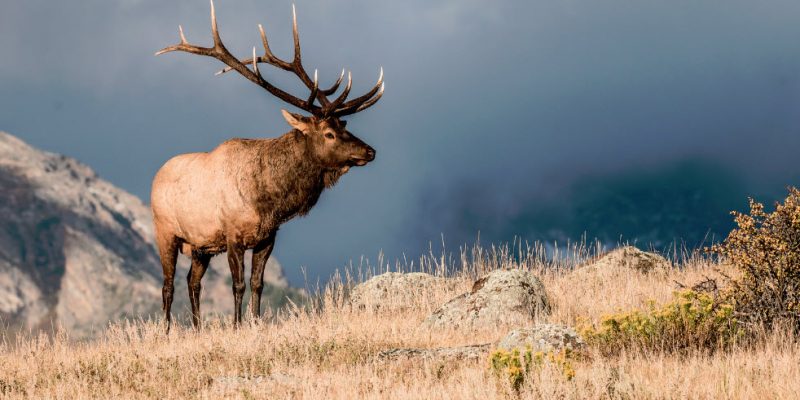 How to start elk hunting