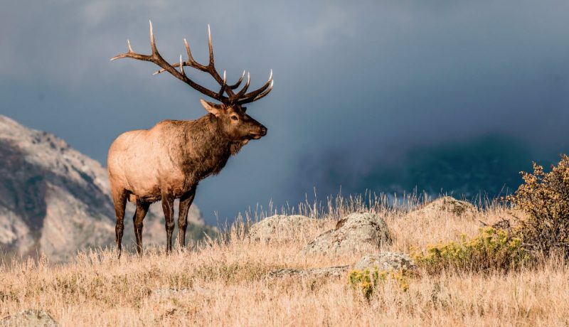 How to start elk hunting