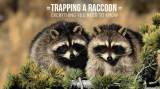 Trapping a Raccoon- Everything You Need to Know and More