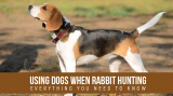 Using Dogs when Rabbit Hunting- Everything You Need to Know