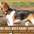 Rabbit Hunting- The Best Methods and Tips for Success