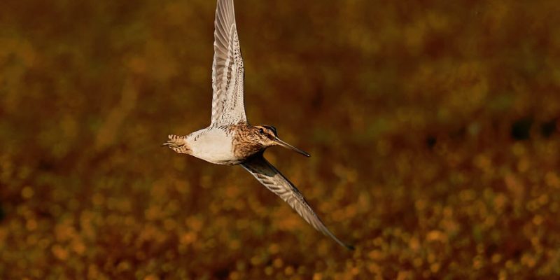 What You Need To Know Before Going On A Snipe Hunt? – A Complete Guide