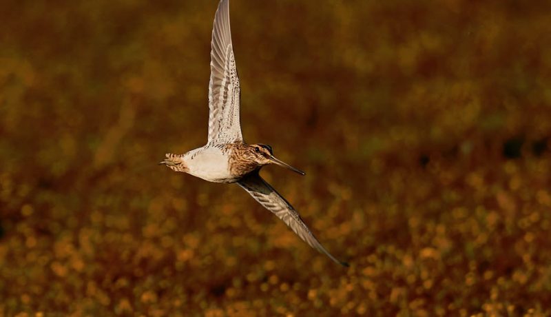 What You Need To Know Before Going On A Snipe Hunt? – A Complete Guide