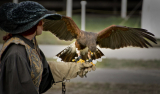 Falconry – The Only Guide You Need
