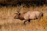 How much does an elk hunting trip cost?