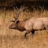 How to Go Elk Hunting