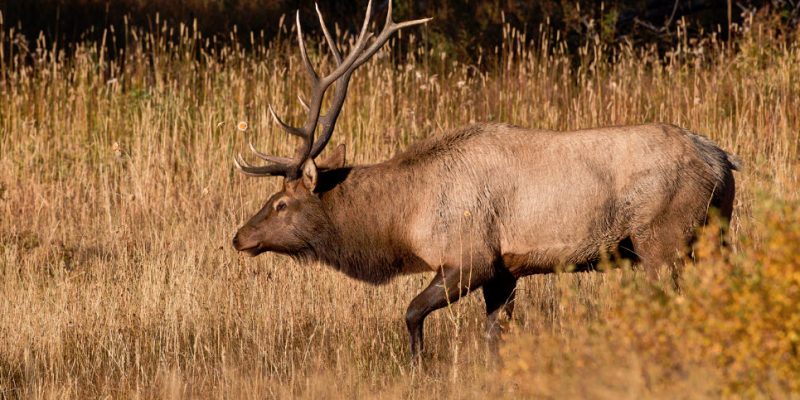 How much does an elk hunting trip cost?