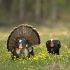 Preparing for the Wild Turkey Season: Patterns, Chokes and Loads
