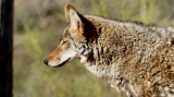 What Problems and Threats Do Coyotes Pose?